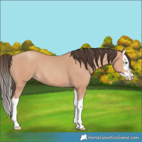Horse Color:Amber Champagne Splash