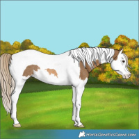 Horse Color:Chocolate Palomino Splash Tobiano Rabicano 