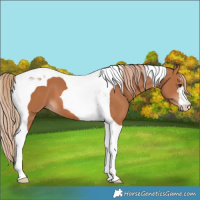 Horse Color:Chestnut Tobiano 