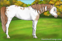 Horse Color:Red Dun Splash Frame Appaloosa 