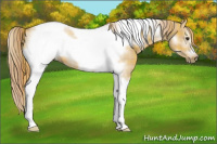 Horse Color:Plaid Red Dun Sabino Tobiano Frame