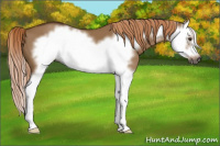Horse Color:Gray Red Dun Splash Frame 