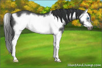 Horse Color:Blue Roan Sabino Splash Frame 