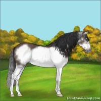 Horse Color:Brown Dun Splash Frame