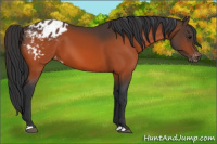 Horse Color:Bay Appaloosa