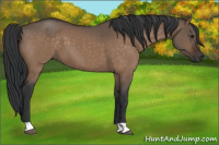 Horse Color:Brown Dun 