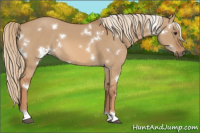 Horse Color:White Spotted Red Dun 