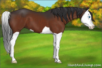 Horse Color:Bay Splash 