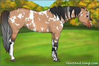 Horse Color:White Spotted Bay Dun