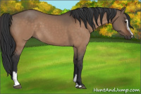 Horse Color:Brown Dun Sabino