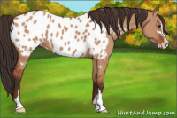 Horse Color:Bay Dun Sabino Appaloosa 