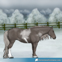 Horse Color:Silver Black Tobiano 