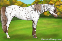 Horse Color:White Spotted Liver Chestnut Appaloosa 