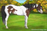 Horse Color:Brown Tobiano Frame Appaloosa 