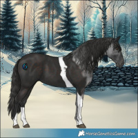 Horse Color:Liver Chestnut Tobiano