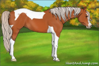 Horse Color:Silver Bay Sabino Tobiano 