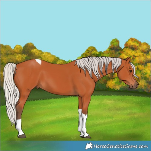 Horse Color:Silver Bay Tobiano 
