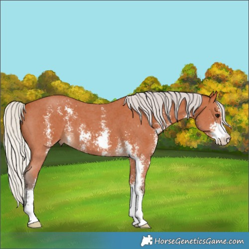 Horse Color:Silver Bay Sabino 