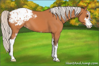 Horse Color:Silver Bay Sabino Appaloosa 