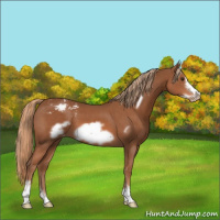 Horse Color:Chestnut Frame Snowcap 
