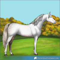 Horse Color:Gray Chestnut Tobiano 