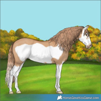 Horse Color:Red Dun Splash Frame