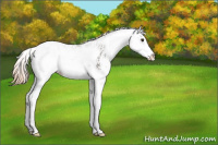 Horse Color:Liver Chestnut Sabino Splash Rabicano