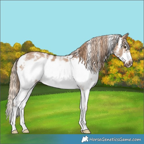 Horse Color:Red Dun Sabino Frame 