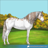 Horse Color:Red Dun Sabino Frame