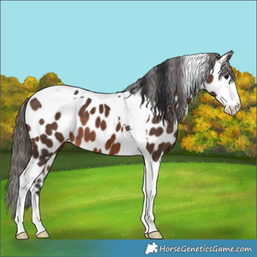 Horse Color:Brown Sabino Tobiano Appaloosa 