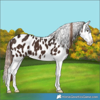 Horse Color:Liver Chestnut Splash Appaloosa 