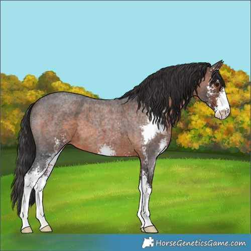 Horse Color:Brown Roan Sabino 