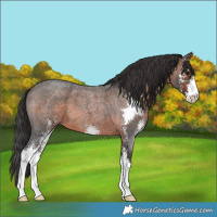 Horse Color:Brown Roan Sabino