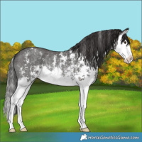 Horse Color:Liver Chestnut Sabino Splash Rabicano 