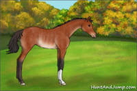 Horse Color:Bay Rabicano 
