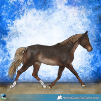 Horse Color:Liver Chestnut Rabicano 