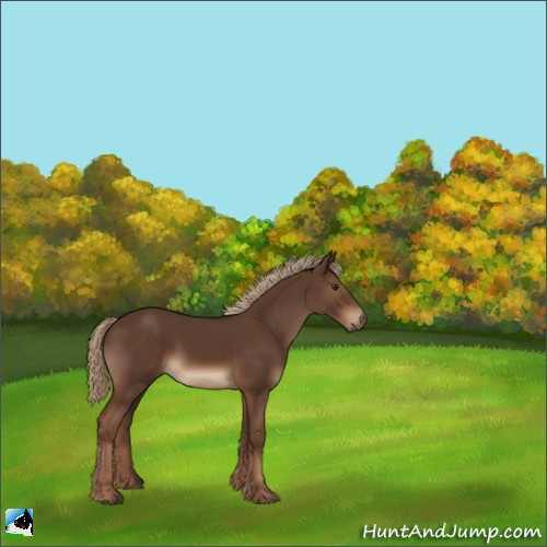 Horse Color:Liver Chestnut 