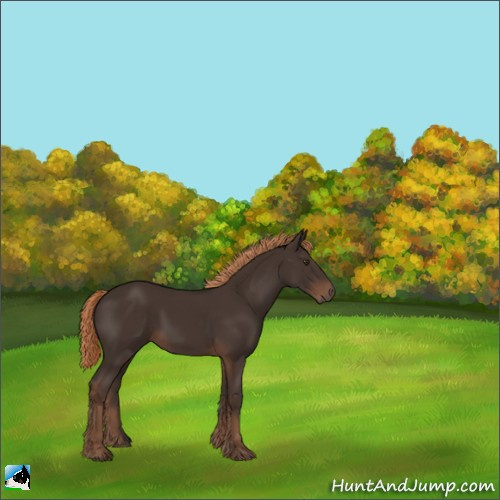 Horse Color:Liver Chestnut 