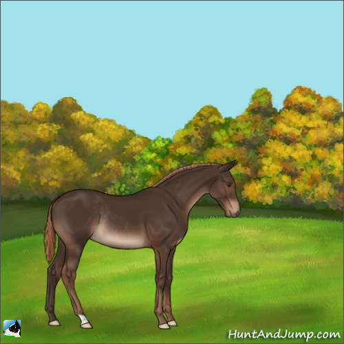 Horse Color:Liver Chestnut Rabicano 