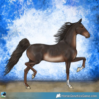 Horse Color:Liver Chestnut Rabicano