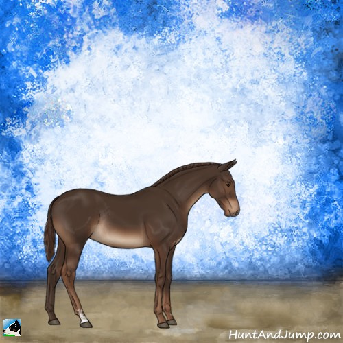 Horse Color:Liver Chestnut Sabino Rabicano 