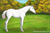 Horse Color:Gold Champagne Dun Sabino Splash Rabicano 