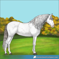 Horse Color:Liver Red Dun Sabino Splash 