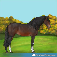 Horse Color:Brown Sabino Rabicano 