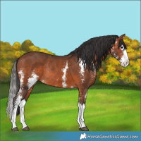 Horse Color:Bay Sabino Splash Rabicano 
