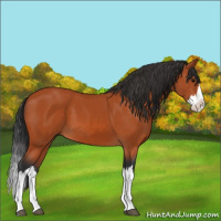 Horse Color:Bay Sabino Splash 
