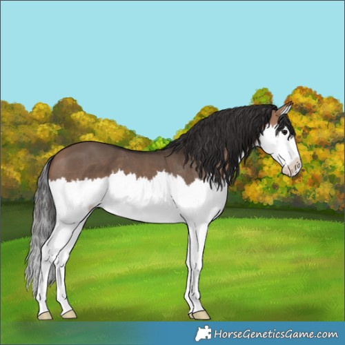 Horse Color:Bay Dun Splash 