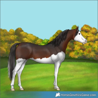 Horse Color:Bay Splash 