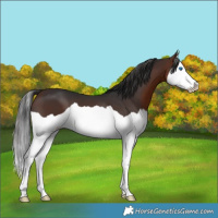 Horse Color:Brown Splash 