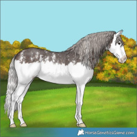 Horse Color:Silver Brown Sabino Splash Rabicano 